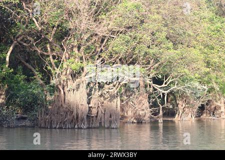 Fotos von Mangrovensümpfen Stockfoto