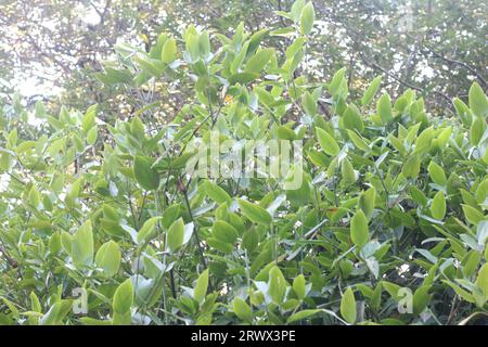 Fotos von Mangrovenblättern im Sumpf Stockfoto