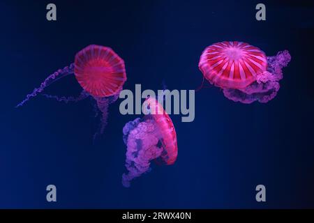 Gruppe von fluoreszierenden Quallen, die unter Wasser im Aquarium schwimmen, mit rosafarbenem Neonlicht. Die südamerikanische Meerbrunnenchrysaora plocamia in blauem Wasser, Stockfoto