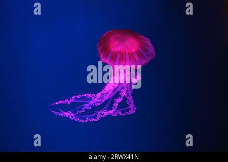 Schwimmende Quallen unter Wasser, Aquariumpool mit pinkfarbenem Neonlicht. Die südamerikanische Seekessel Chrysaora plocamia in blauem Wasser, Ozean. Th Stockfoto