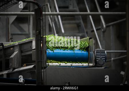 Illustration einer großen Menge grüner Bohnen auf einem Förderband am Standort für die Verarbeitung von Gemüsekonserven in Morbihan, Frankreich, die am 19. September 2023 für Supermärkte und Lebensmitteleinzelhändler gereinigt und konserviert werden sollen. Foto: Tomas Stevens/ABACAPRESS.COM Stockfoto