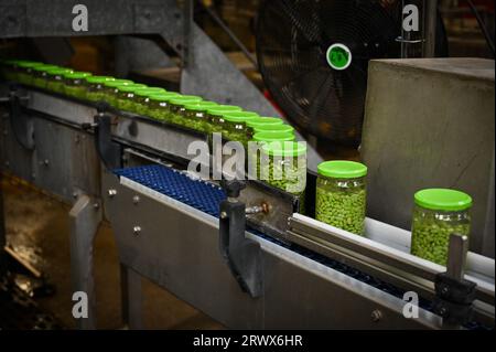Illustration einer Produktionsstätte zur Verarbeitung von Gemüsekonserven in der Bretagne, Frankreich, am 19. September 2023. Diese Gemüsedosen sind für große Lebensmitteleinzelhändler und französische Supermärkte wie Super U, Carrefour und Monoprix bestimmt. Foto: Tomas Stevens/ABACAPRESS.COM Stockfoto