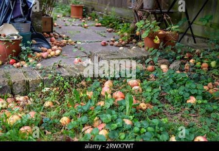 Gefallene Bio-Äpfel im Rasen und auf dem Weg eines Gartens. Stockfoto