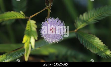 Rosafarbene Mimosa-Blume – Stockbild Stockfoto