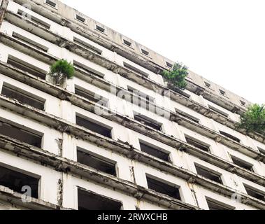 Fassade eines verlassenen Mehrfamilienhauses mit Piniensprossen Stockfoto
