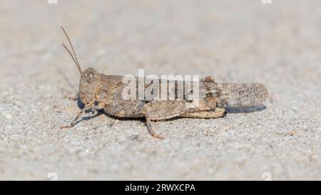 Der Pallid-geflügelte Grasshopper liegt an der Zufahrt zum Wohnhaus in Nordkalifornien. Stockfoto