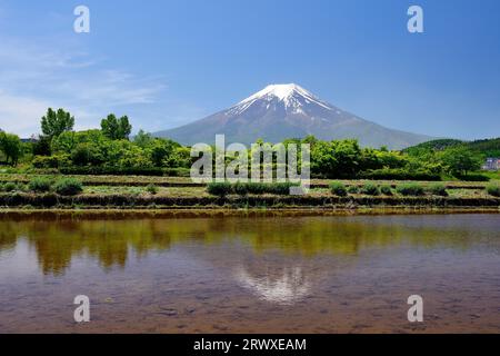 Fuji von einem überfluteten Reisfeld in Fujiyoshida City Stockfoto