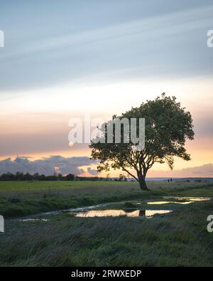 Sonnenuntergang vom Rand von Consett, County Durham. Fawcett Park, Consett. Einsamer Baum und Fußweg mit Pfützen. Stockfoto