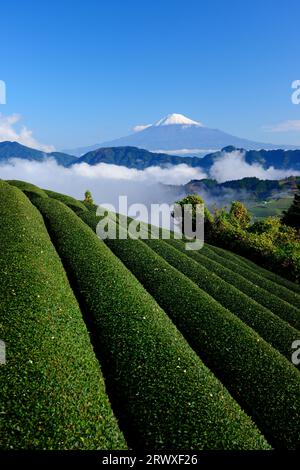 Fuji über den Teefeldern und dem Wolkenmeer in Shizuoka Stockfoto