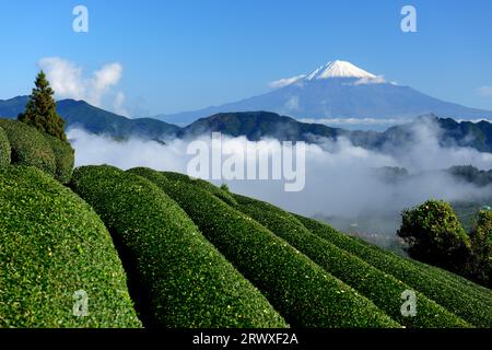 Fuji über den Teefeldern und dem Wolkenmeer in Shizuoka Stockfoto