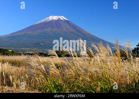 Fuji und Silbergras im Herbst aus dem Asagiri Highlands, Präfektur Shizuoka Stockfoto