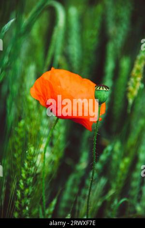 Mohnblumen in einem Feld von Gerste Stockfoto