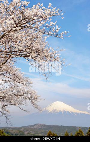 Mt. Fuji mit Kirschblüten im Myoushouji-Tempel, Präfektur Shizuoka Stockfoto