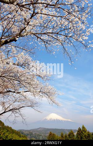 Mt. Fuji mit Kirschblüten im Myoushouji-Tempel, Präfektur Shizuoka Stockfoto