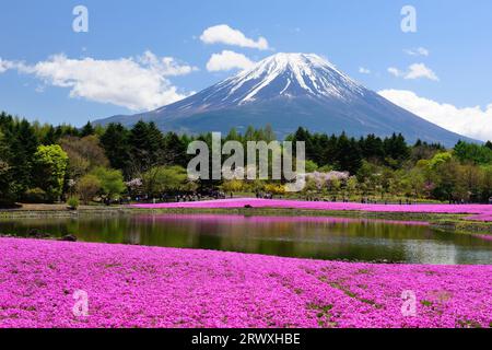 Shiba-Zakura und Mt. Fuji vom Motosuko Resort in der Präfektur Yamanashi Stockfoto