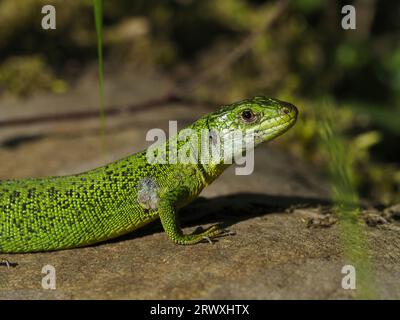 Eine Nahaufnahme einer grünen Eidechse, die sich auf einem Stein sonnt. Lacerta viridis. Stockfoto