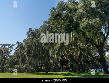 Landschaft mit lebenden Eichen bedeckt mit spanischem Moos am Waccamaw River und Intracoastal Waterway in South Carolina Stockfoto