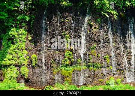 Quellwasser aus der Lava-Verwerfung bei Shiraito Falls, Präfektur Shizuoka Stockfoto