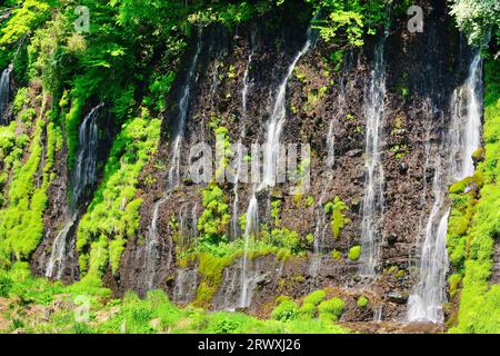 Quellwasser aus der Lava-Verwerfung bei Shiraito Falls, Präfektur Shizuoka Stockfoto