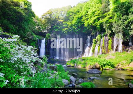 Shiraito Falls in frischem Grün, Präfektur Shizuoka Stockfoto