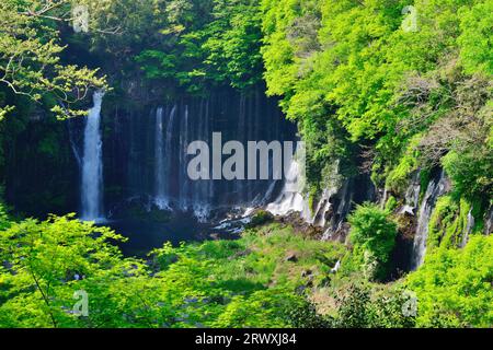 Quellwasser aus der Lava-Verwerfung bei Shiraito Falls, Präfektur Shizuoka Stockfoto