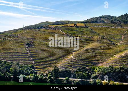 Weinberge am Douro River, Covas do Douro, Sabrosa, Portugal Stockfoto