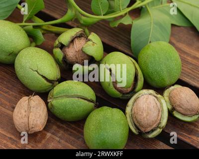 Frisch geerntete Walnüsse mit Blättern. Nahaufnahme. Stockfoto