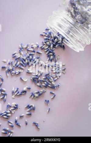 Ein klares Glas mit getrocknetem Lavendel auf violettem Hintergrund Stockfoto