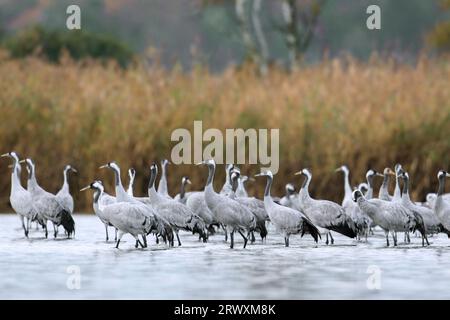 Herbstbestand von Kranichen/Eurasischen Kranichen (Grus grus), die im Herbst/Herbst in Flachwasser an der Raststätte ruhen, Mecklenburg-Vorpommern, Deutschland Stockfoto