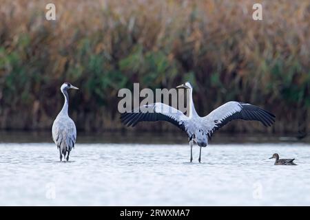 Zwei Kraniche/Eurasische Kraniche (Grus grus), die sich im Herbst/Herbst in Flachwasser auf der Raststätte in Mecklenburg-Vorpommern aufhalten Stockfoto