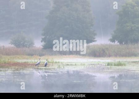 Zwei Kraniche/Eurasische Kraniche (Grus grus), die im Herbst/Herbst im flachen Wasser des Teichs im Wald im Nebel ruhen, Sachsen/Sachsen, Deutschland Stockfoto