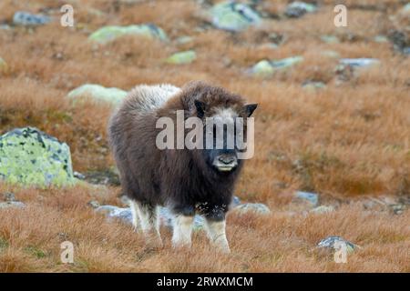 Muskox (Ovibos moschatus) Kalb auf der Tundra im Herbst/Herbst, Dovrefjell-Sunndalsfjella Nationalpark, Norwegen Stockfoto