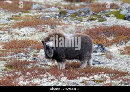 Muskox (Ovibos moschatus) Kalb auf der Tundra im Herbst/Herbst, Dovrefjell-Sunndalsfjella Nationalpark, Norwegen Stockfoto