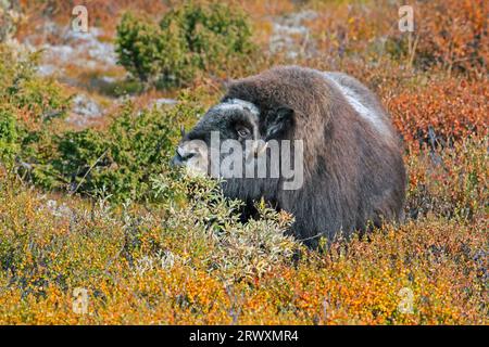 Muskox (Ovibos moschatus), der im Herbst/Herbst Weidenblätter auf der Tundra isst, Dovrefjell-Sunndalsfjella-Nationalpark, Norwegen Stockfoto