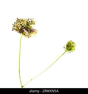 Dies ist eine manipulierte Version eines hochkarätigen Stillleben-Bildes eines Saatkopfes Stockfoto