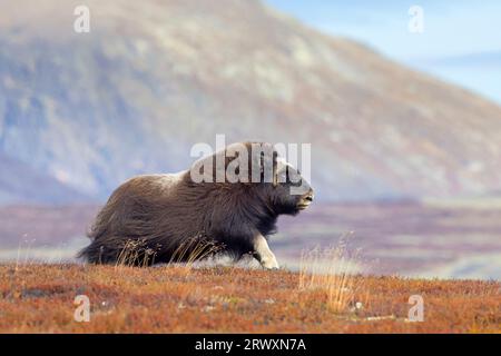 Muskox (Ovibos moschatus) einsame Kuh/Weibchen auf der Tundra im Herbst, Dovrefjell-Sunndalsfjella Nationalpark, Norwegen Stockfoto