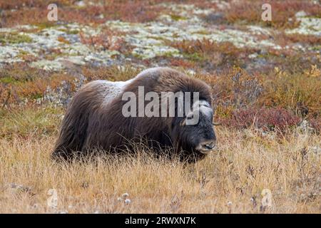 Muskox (Ovibos moschatus) einsame Kuh/Weibchen auf der Tundra im Herbst, Dovrefjell-Sunndalsfjella Nationalpark, Norwegen Stockfoto