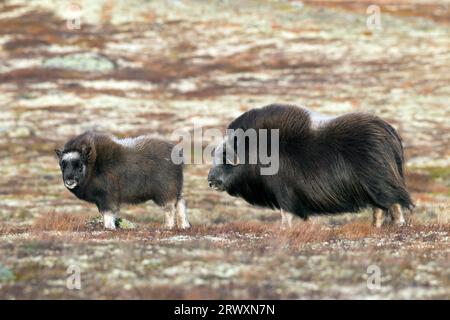 Muskox (Ovibos moschatus) Kuh/Weibchen mit Kalb auf der Tundra im Herbst, Dovrefjell-Sunndalsfjella Nationalpark, Norwegen Stockfoto