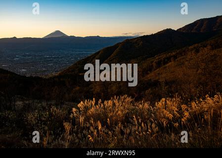 Mt. Fuji bei Sonnenaufgang und Silbergras im Herbst und Yamanashi Stadt Stockfoto