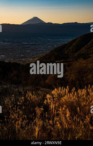 Mt. Fuji bei Sonnenaufgang und Silbergras im Herbst und Yamanashi Stadt Stockfoto