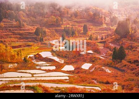 Herbstlandschaft von Reisterrassen in Hoshitoge Stockfoto