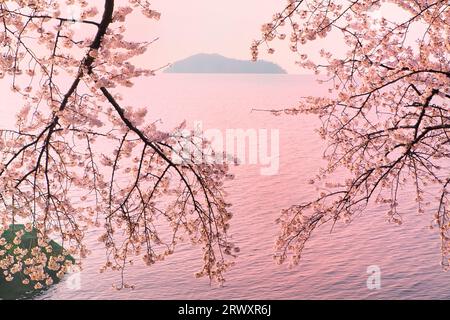 Kirschblüten in Kaizu-Osaki Stockfoto