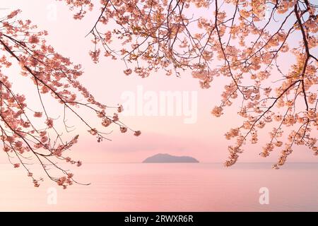 Kirschblüten in Kaizu-Osaki Stockfoto