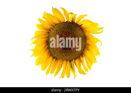 Blühende gelbe Sonnenblume Nahaufnahme, isoliert auf weißem Hintergrund. Das Konzept der Landwirtschaft, der landwirtschaftlichen und pflanzlichen Ölproduktion Stockfoto