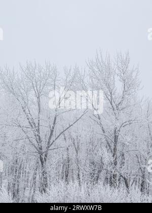 Eine stimmungsvolle Winterszene mit großen Baumwollbäumen, die von Raureif bedeckt und von Nebel umgeben sind Stockfoto