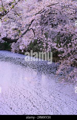 Hirosaki Park - Kirschblüten und Blumenflöße Stockfoto