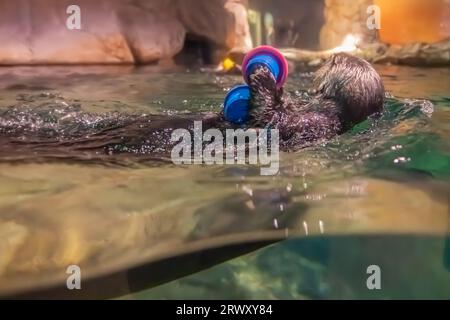 Südliche Seeotter (Enhydra lutris nereis) schwimmen mit Spielzeug im Georgia Aquarium in der Innenstadt von Atlanta, Georgia. (USA) Stockfoto