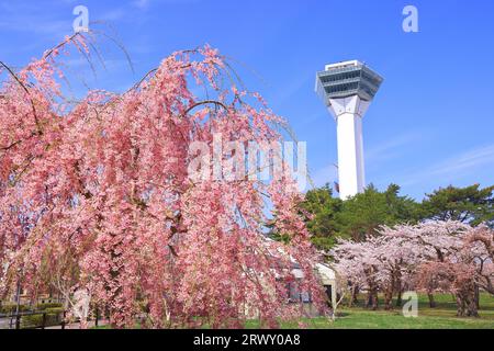 Goryokaku-Turm und weinende Kirschblüten Hokkaido Stockfoto