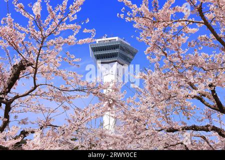 Goryokaku-Turm und Kirschblüten, Hokkaido Stockfoto