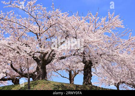 Goryokaku Park mit Kirschblüten in blühendem Hokkaido Stockfoto